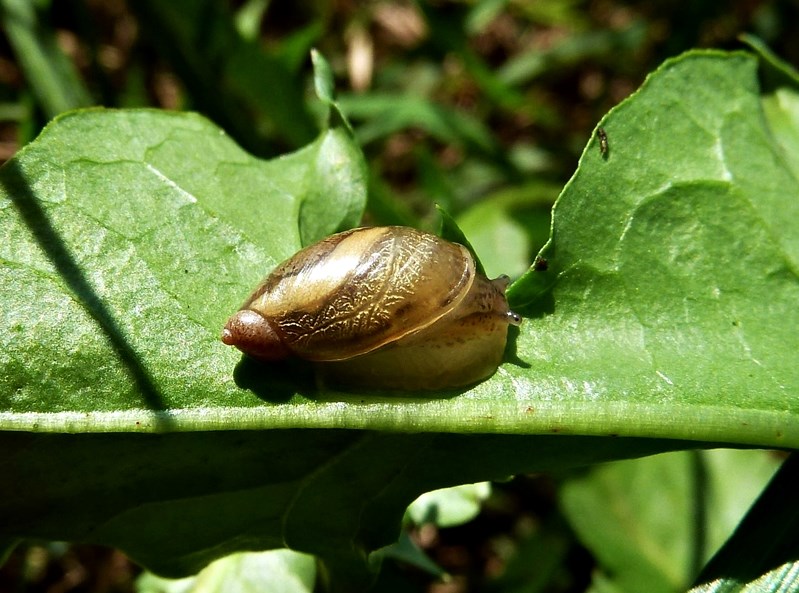 Chiocciola del Ticino da id. - Oxyloma sp., Succineidae